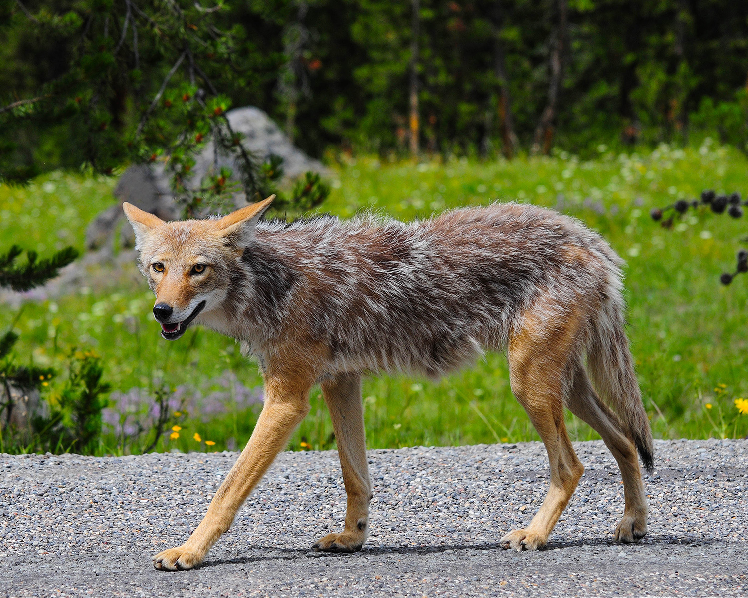 Coyote fixed