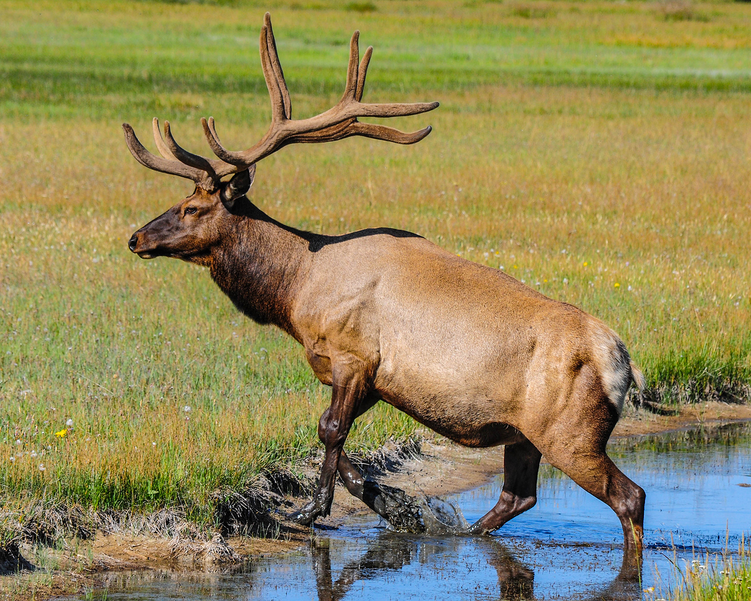 Elk