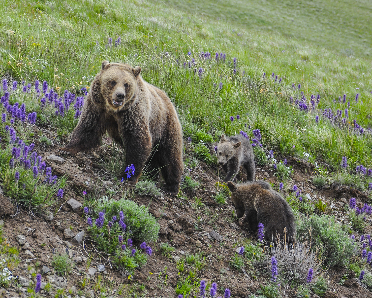 Mama Grizzly and Cubs