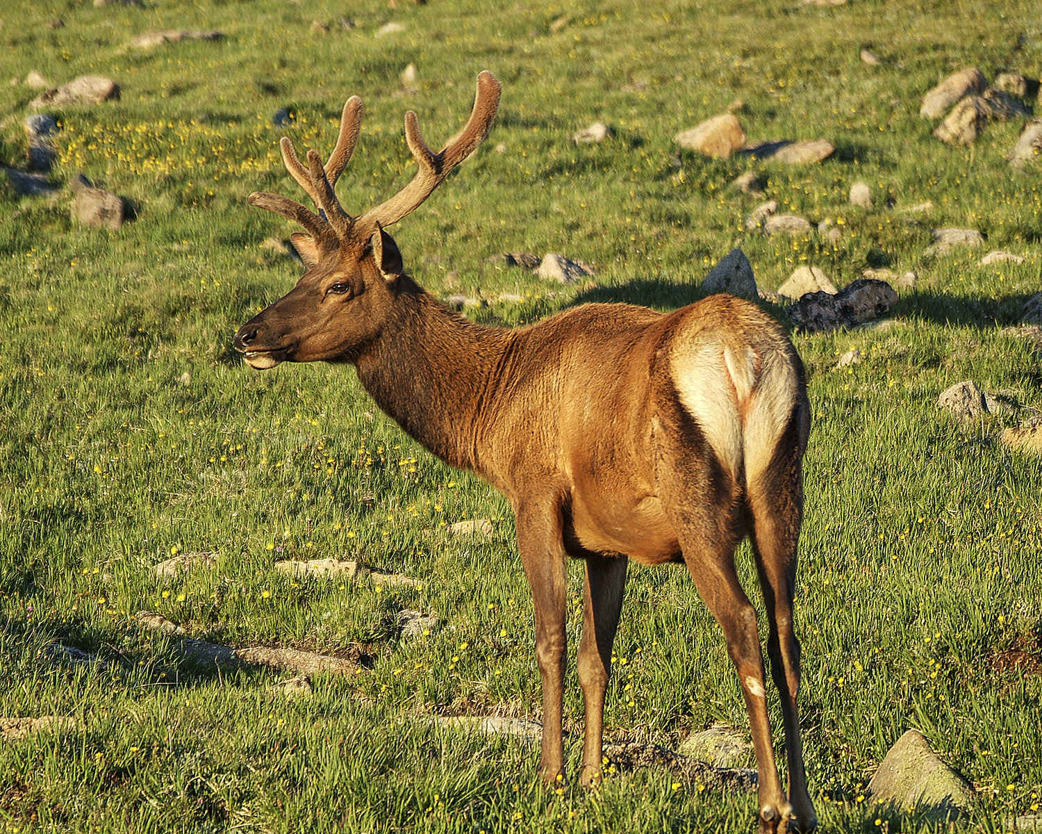 Elk (Juvenile)