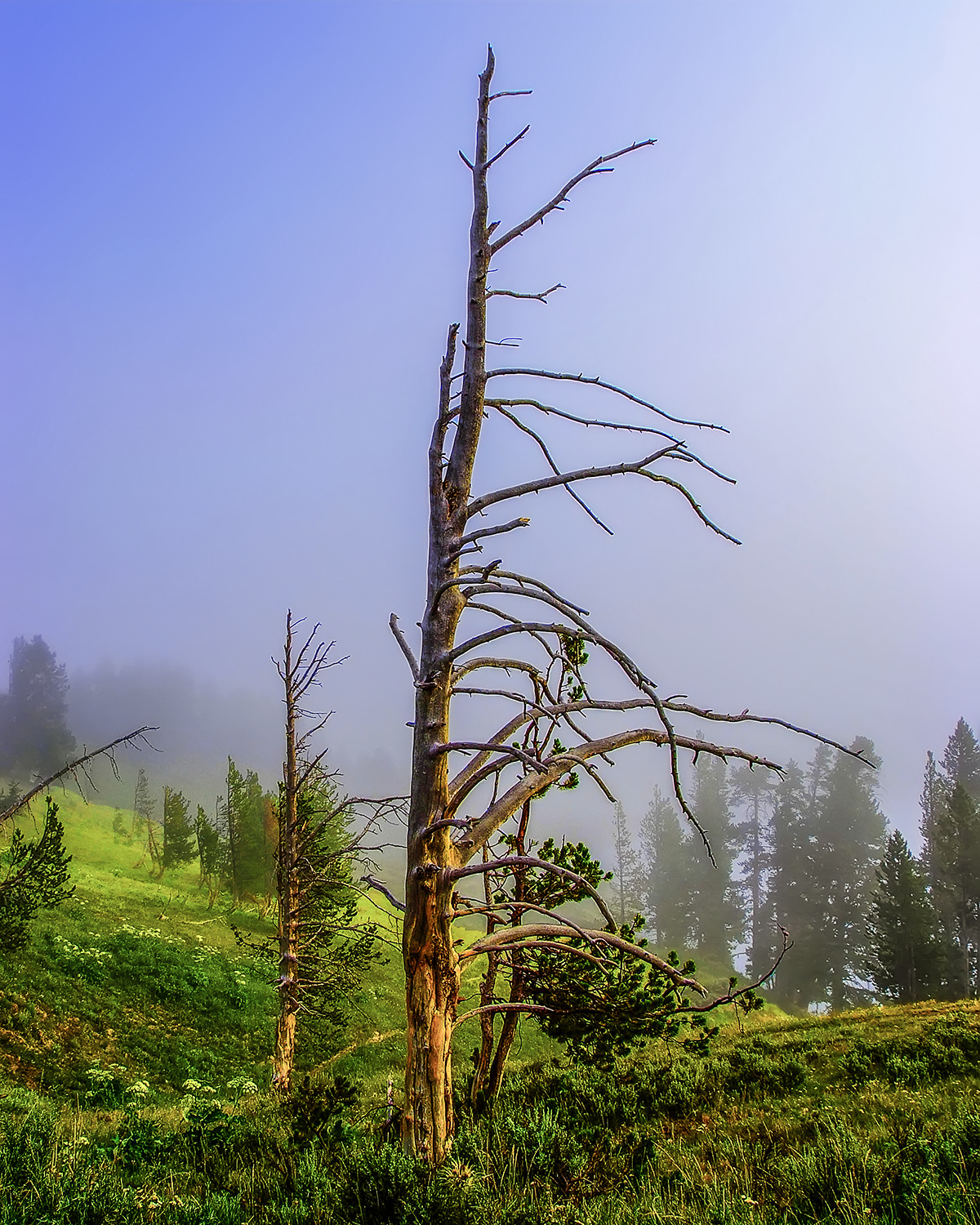 Foggy Morning
