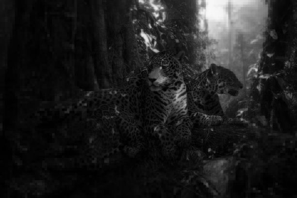 KIMMERER ON LANGUAGE