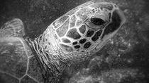 TURTLE POWER