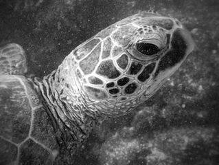 TURTLE POWER