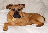 Cooper on first day home 2010.jpg
