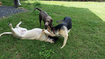 dog kennel