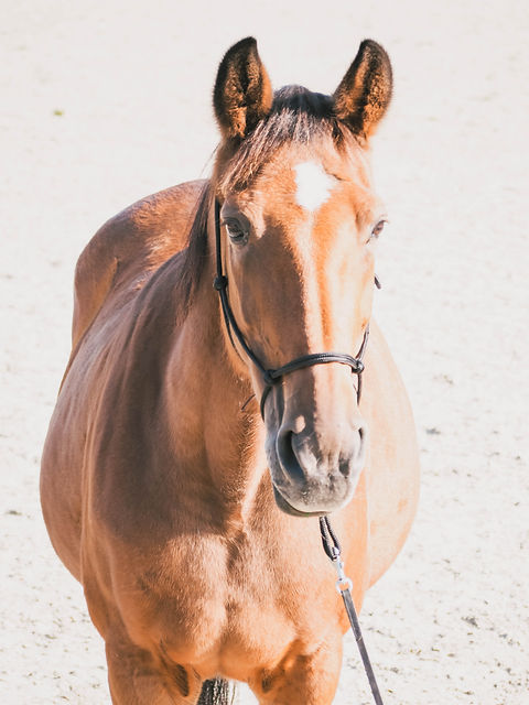 April een paard als spiegel is de beste coach