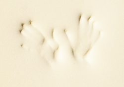 MEMORY FOAM