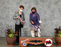 5-22-21 Winston earns GCH in LincolnNE.J