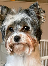 2-14-23 Face of Dolly.jpg