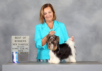 8-31-24 Amber AKC Champion earned in Amana, IA.JPG