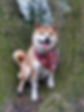 Shiba Inu