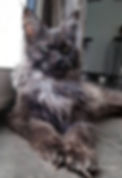 Maine Coon