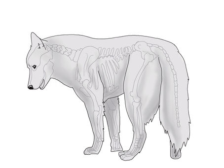 L'Ostéopathie pour animaux