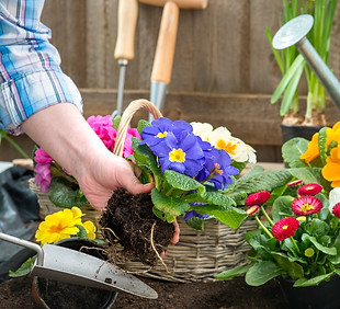 Das Bild zeigt Tante Rose, wie sie in ihrem Garten ein paar Blumen pflanzt