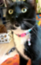 Thumbnail: Pet Collar Pendant With Rose Quartz+ Blue Opal