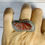 Thumbnail: Brecciated Jasper Statement Ring Size 7.5