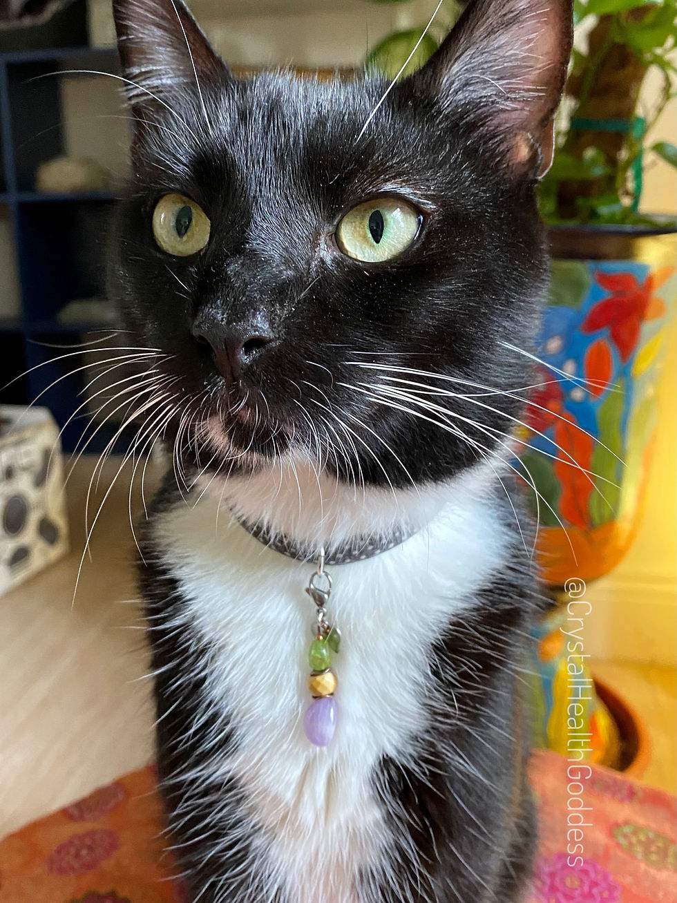 Thumbnail: Pet Collar Pendant With Mookaite + Amethyst +Peridot