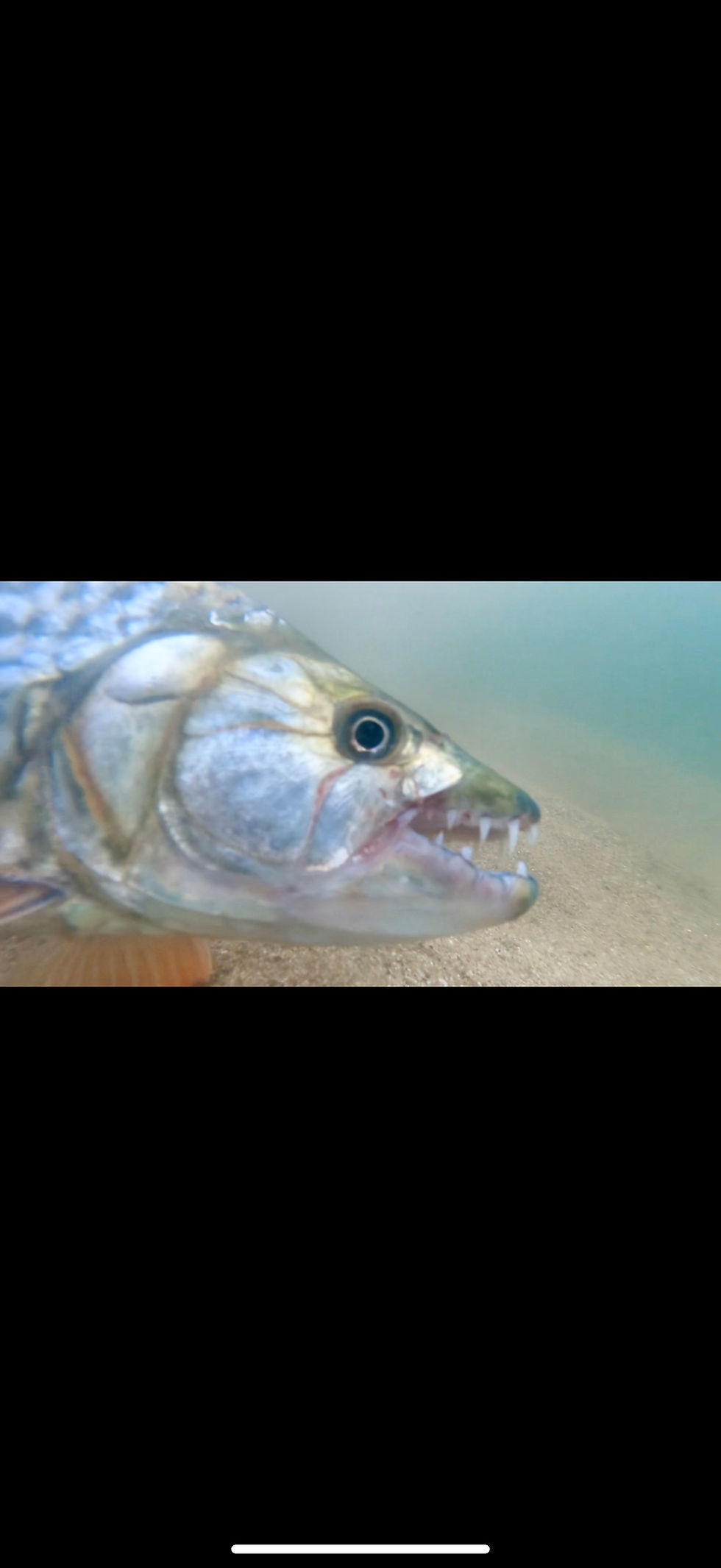 Tigerfish 2027 - Goliath Tigerfish expedition interest