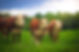 Hereford calves, green grass, trees