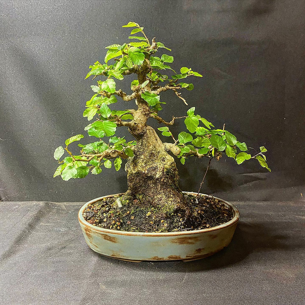 Korean Hornbeam Bonsai