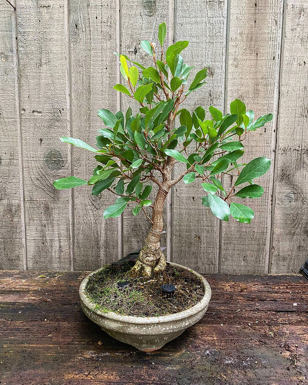 Ficus microcarpa Bonsai