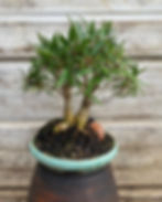 Willow Leaf Ficus Bonsai