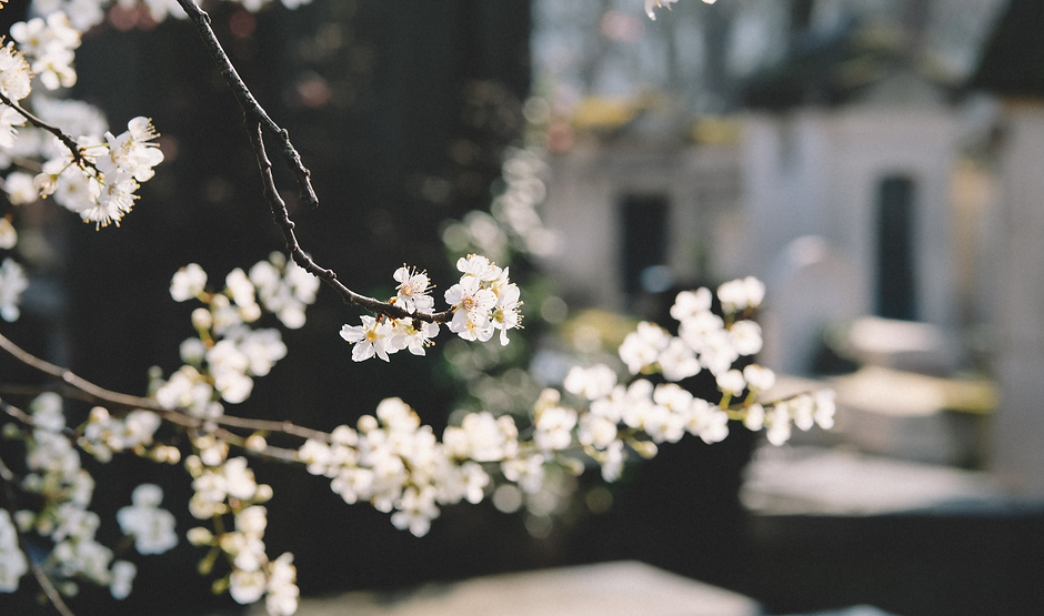 White Flowers_edited.jpg