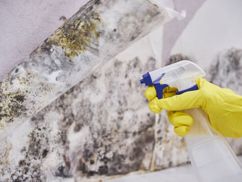 Does Mould Stop Growing When It Gets Cold?