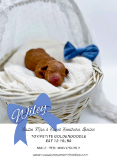puppy6.png