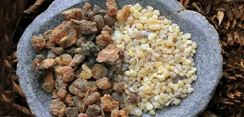 Frankincense (Boswellia): History, Uses, Benefits, and How This Ancient Resin Supports Healing