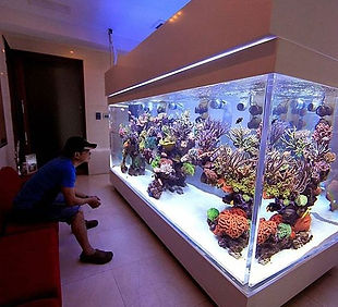 acrylic aquarium