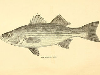 Fish of the Month: Striped Bass (morone saxatilis)