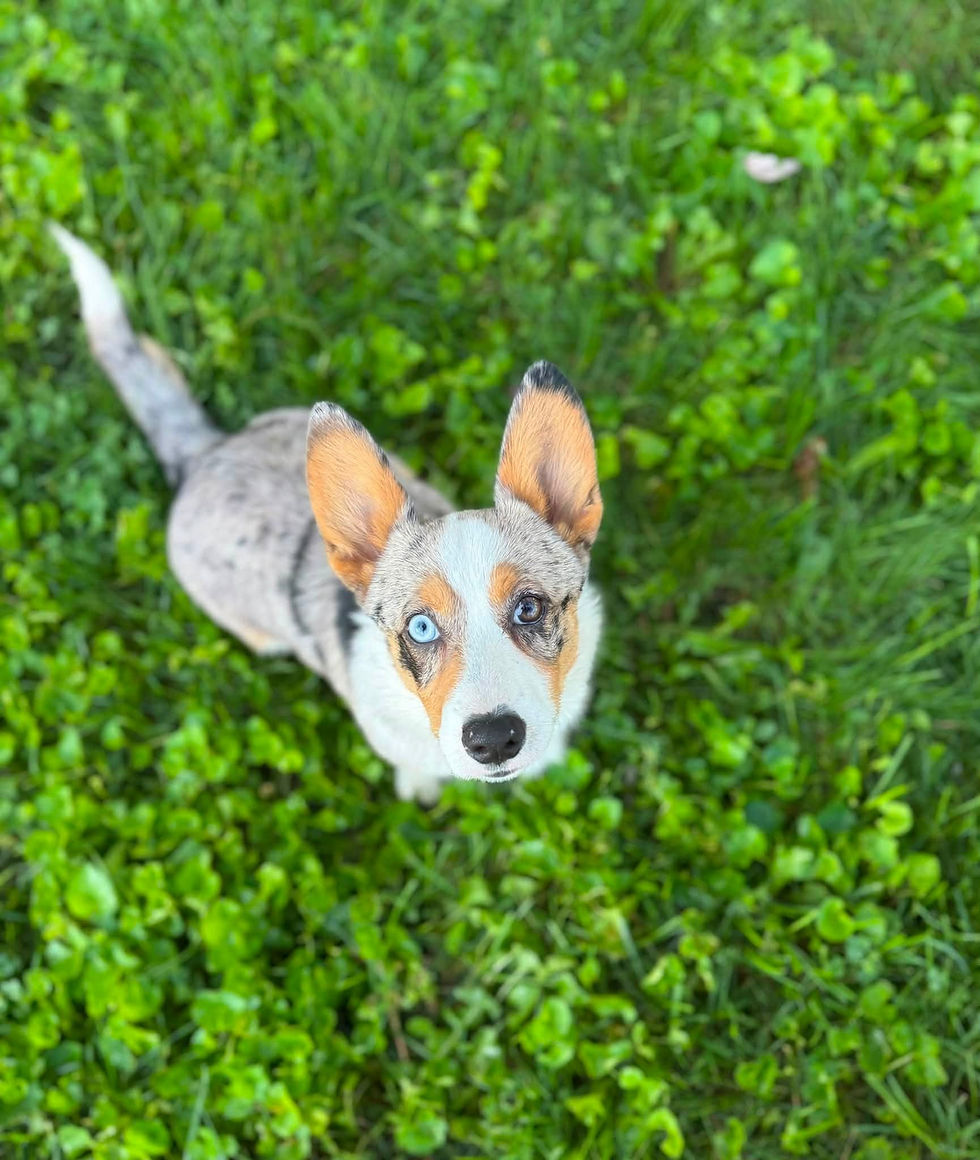 787942778_1087083220516036_1057483972581739304_n.jpg