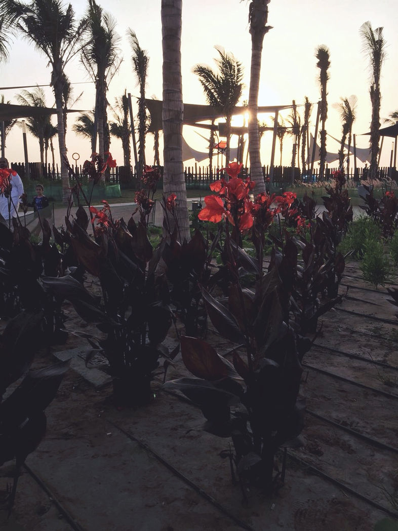 كورنيش جدة الجديد