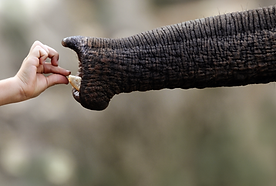 Hand Feeding Elephant