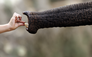 Superficial Siderosis survival: or how to forget the elephant in the room