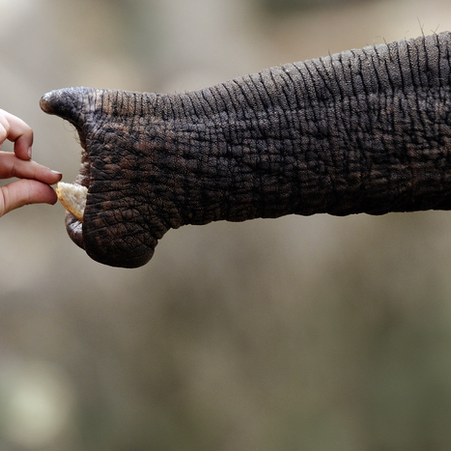 Superficial Siderosis survival: or how to forget the elephant in the room