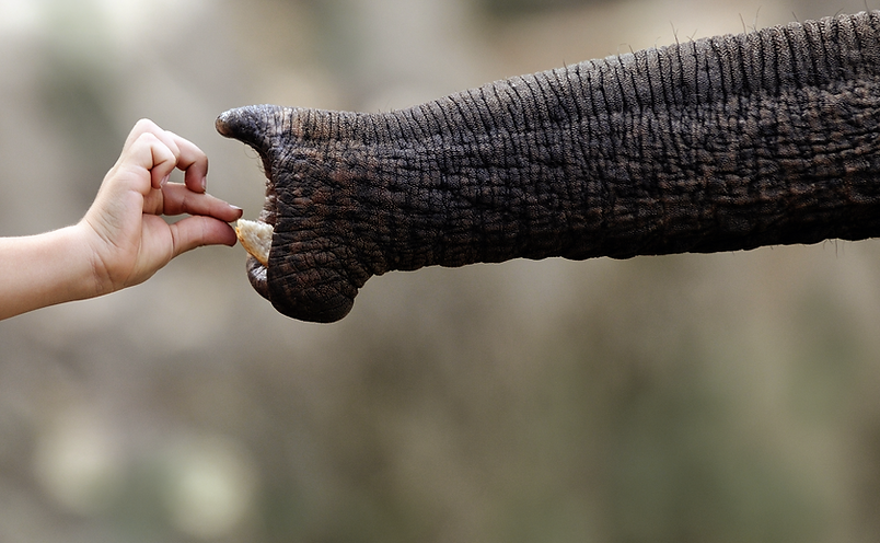 Hand Feeding Elephant
