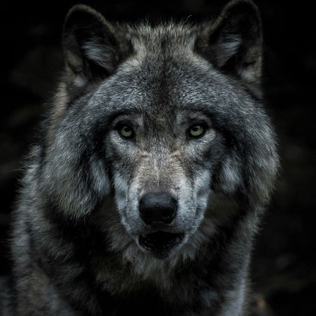Lone wolf stares at camera