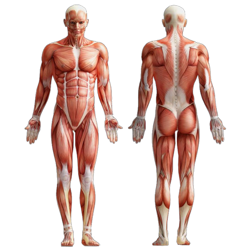 human_muscle.png