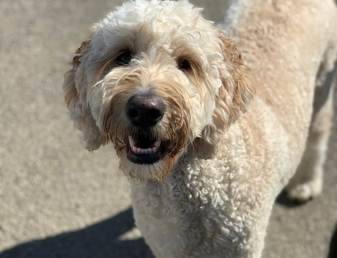 Doggy Daycare l Boarding I Grooming I Dog Training