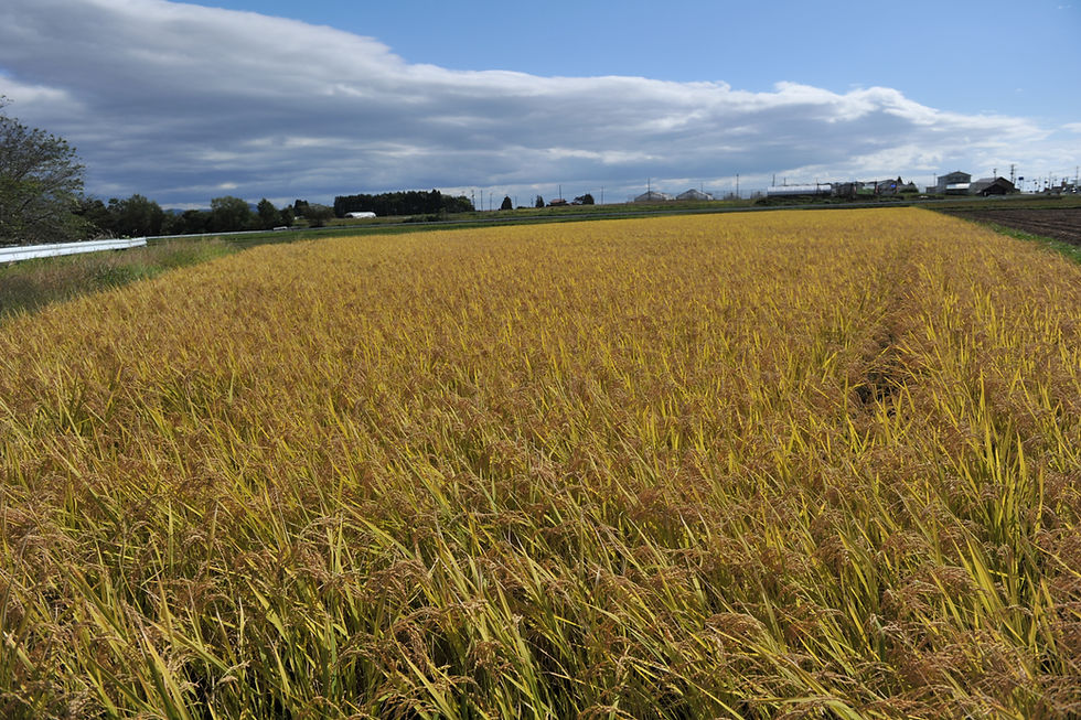 大柴の美味しさのヒミツ!その③