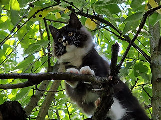 Aurelions Magics Otto Maine Coon Alsbach Hähnlein