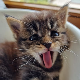 Aurelions Magics Maine Coon Südhessen Tiamo