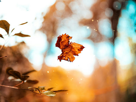 À VOUS, AUX FLAMMES JUMELLES, À TOI