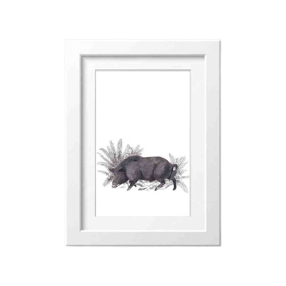 fine art print of nz boar by nz hunting artist Sally McConnell