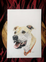 Dog Drawing