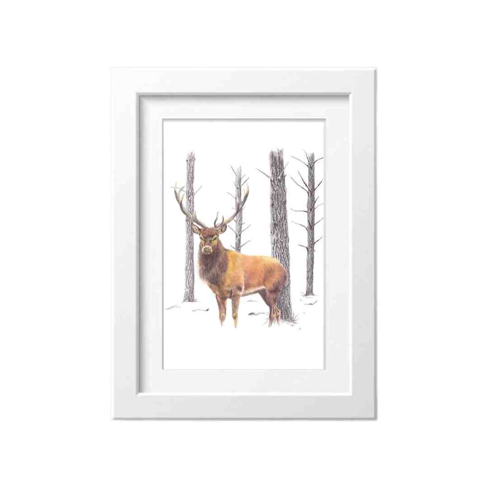 Thumbnail: red stag in the pine trees by nz huntung artist Sally McConnell