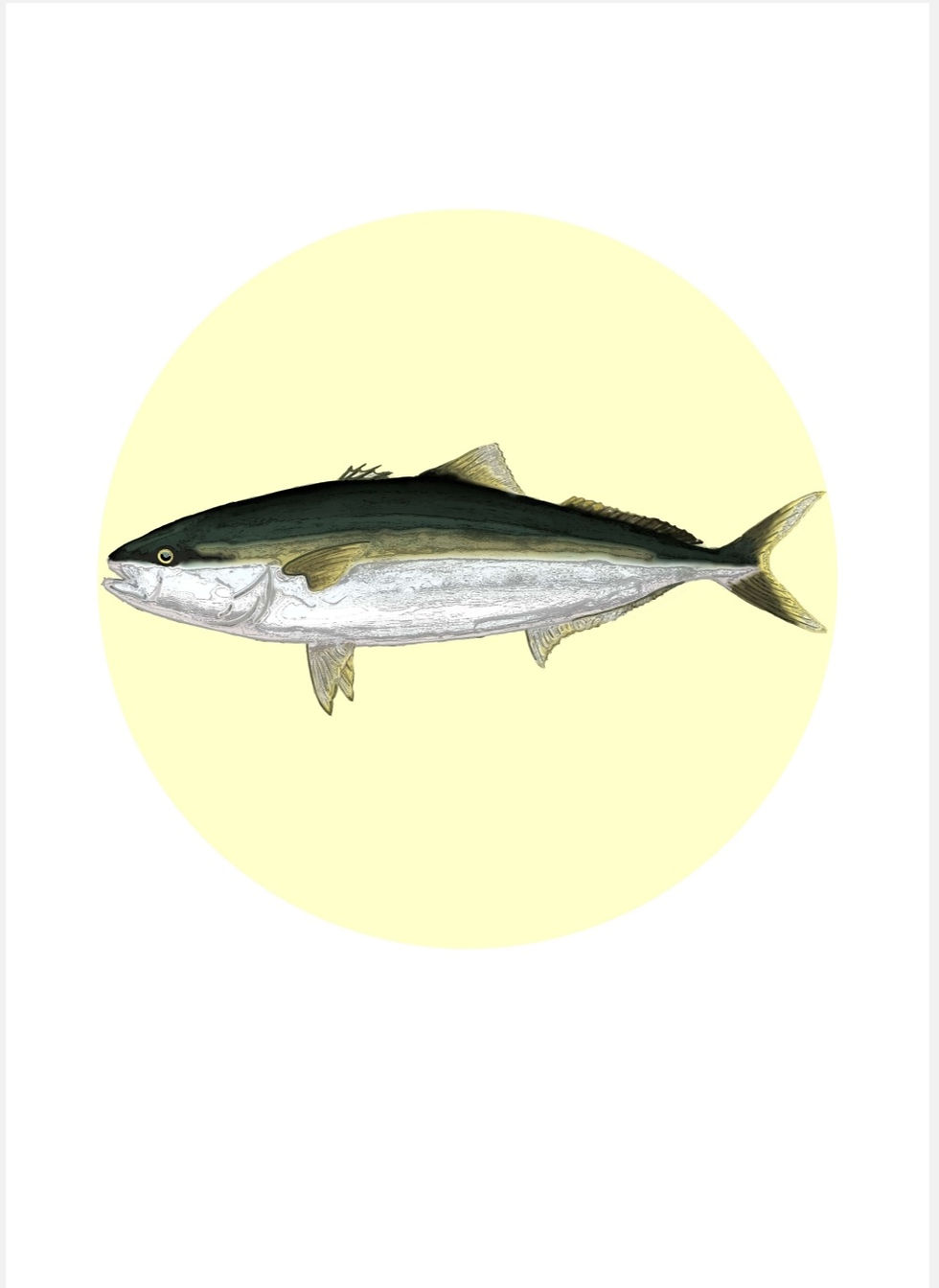 kingfish fishing artwork by nz artist sally mcconnell